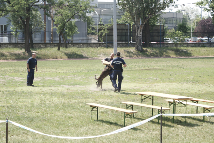 DSC06852